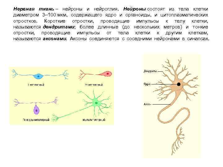 Нервная ткань – нейроны и нейроглия. Нейроны состоят из тела клетки диаметром 3– 100