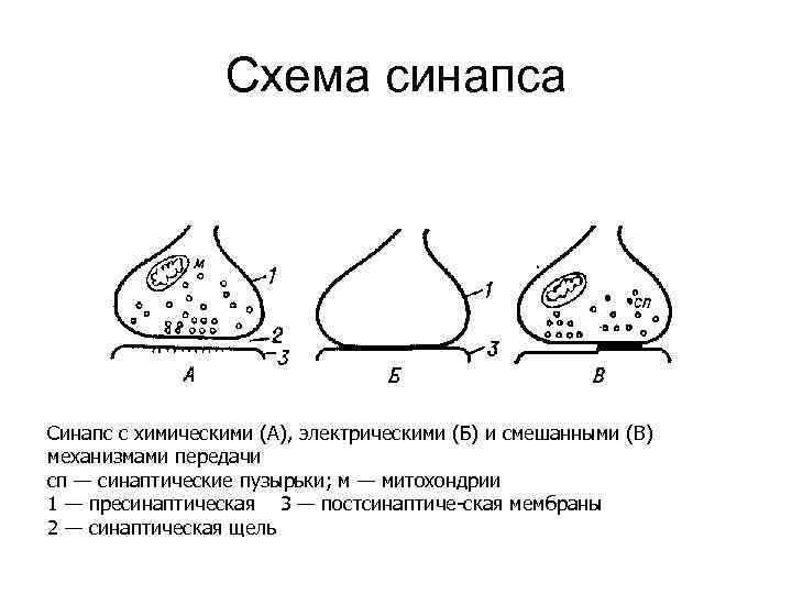 Схема синапса Синапс с химическими (А), электрическими (Б) и смешанными (В) механизмами передачи сп