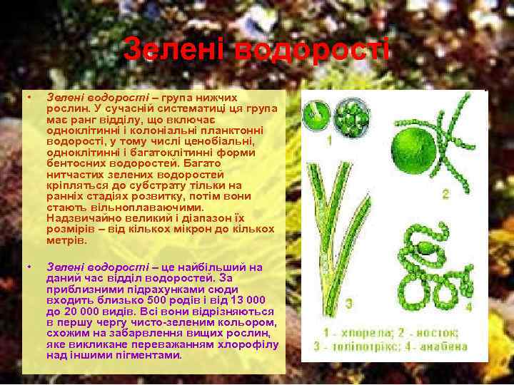 Зелені водорості • Зелені водорості – група нижчих рослин. У сучасній систематиці ця група