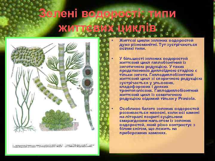 Зелені водорості: типи життєвих циклів • Життєві цикли зелених водоростей дуже різноманітні. Тут зустрічаються