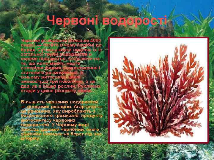 Червоні водорості • Червоні водорості (близько 4000 видів) — багато в чому подібні до