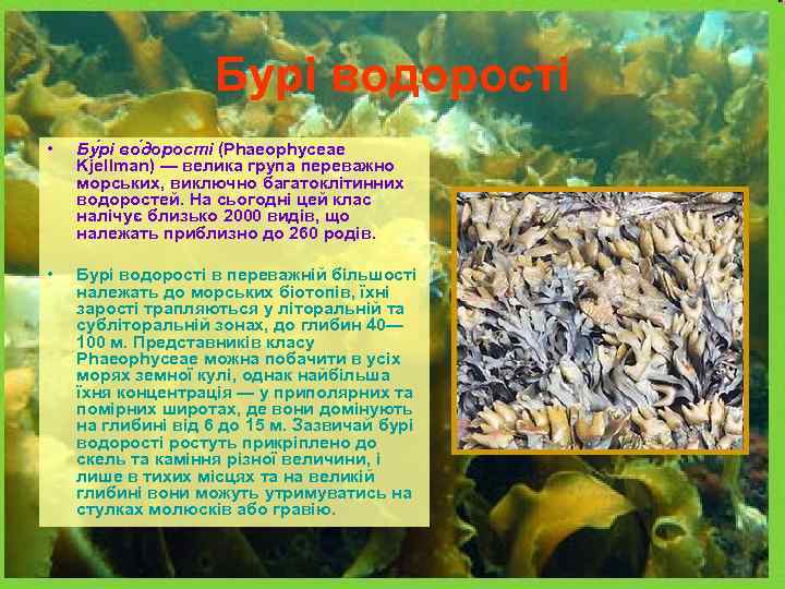 Бурі водорості • Бу рі во дорості (Phaeophyceae Kjellman) — велика група переважно морських,