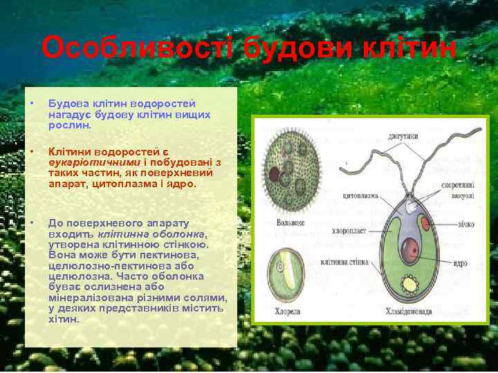 Особливості будови клітин • Будова клітин водоростей нагадує будову клітин вищих рослин. • Клітини