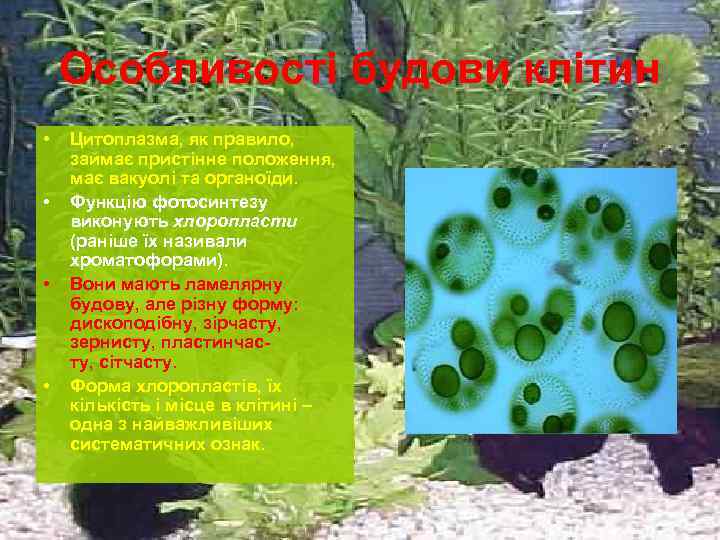 Особливості будови клітин • • Цитоплазма, як правило, займає пристінне положення, має вакуолі та