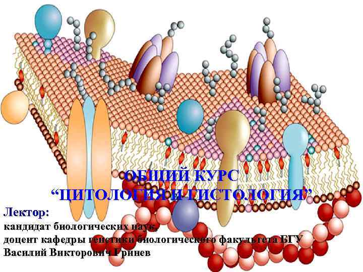 ОБЩИЙ КУРС “ЦИТОЛОГИЯ И ГИСТОЛОГИЯ” Лектор: кандидат биологических наук, доцент кафедры генетики биологического факультета