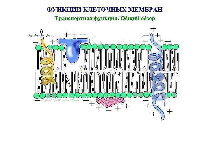 Функции мембраны клетки является. Транспортная функция клеточной мембраны. Сигнальная функция мембраны клетки. Транспортная функция мембраны клетки. Функции транспортного формирования в клеточной мембране.