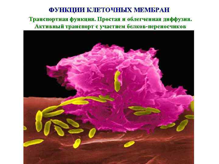 ФУНКЦИИ КЛЕТОЧНЫХ МЕМБРАН Транспортная функция. Простая и облегченная диффузия. Активный транспорт с участием белков-переносчиков