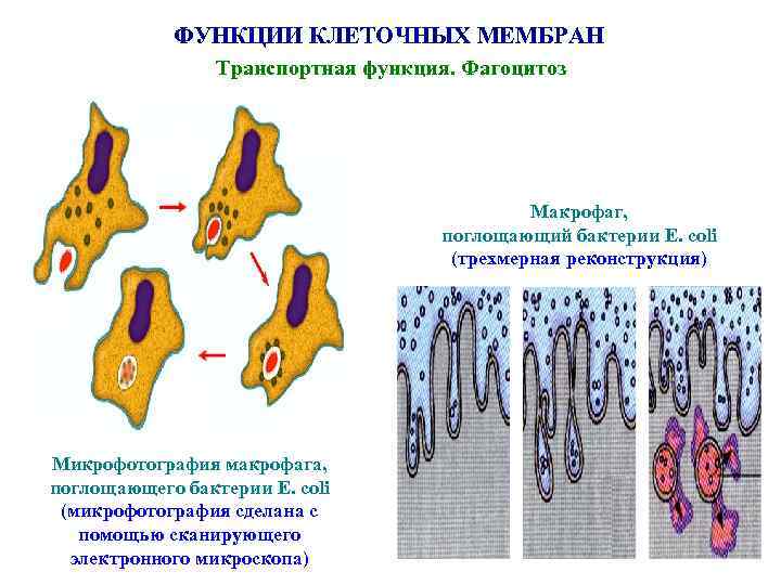 ФУНКЦИИ КЛЕТОЧНЫХ МЕМБРАН Транспортная функция. Фагоцитоз Макрофаг, поглощающий бактерии E. coli (трехмерная реконструкция) Микрофотография