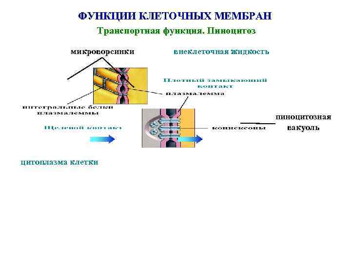 ФУНКЦИИ КЛЕТОЧНЫХ МЕМБРАН Транспортная функция. Пиноцитоз микроворсинки внеклеточная жидкость пиноцитозная вакуоль цитоплазма клетки 
