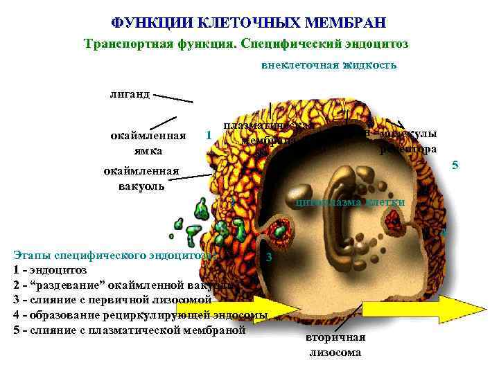 ФУНКЦИИ КЛЕТОЧНЫХ МЕМБРАН Транспортная функция. Специфический эндоцитоз внеклеточная жидкость лиганд окаймленная ямка плазматическая клатрин
