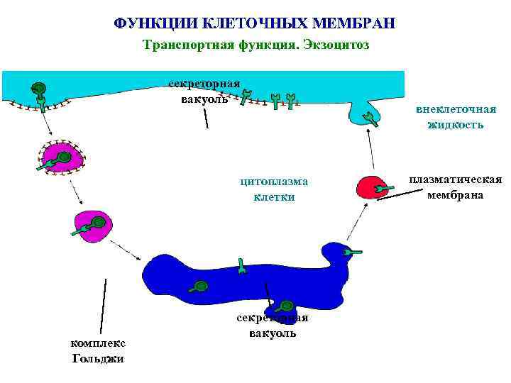 ФУНКЦИИ КЛЕТОЧНЫХ МЕМБРАН Транспортная функция. Экзоцитоз секреторная вакуоль цитоплазма клетки комплекс Гольджи секреторная вакуоль