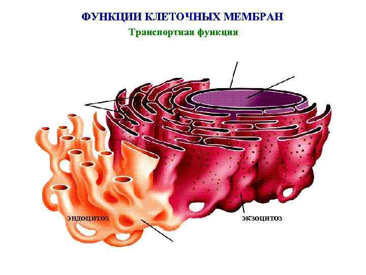 ФУНКЦИИ КЛЕТОЧНЫХ МЕМБРАН Транспортная функция эндоцитоз экзоцитоз 