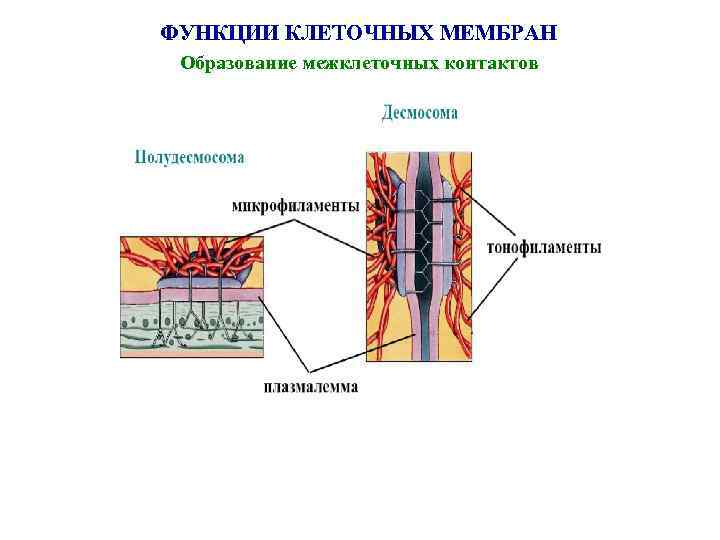 ФУНКЦИИ КЛЕТОЧНЫХ МЕМБРАН Образование межклеточных контактов 