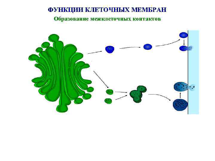 ФУНКЦИИ КЛЕТОЧНЫХ МЕМБРАН Образование межклеточных контактов 
