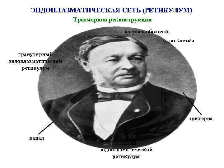 ЭНДОПЛАЗМАТИЧЕСКАЯ СЕТЬ (РЕТИКУЛУМ) Трехмерная реконструкция ядерная оболочка ядро клетки гранулярный эндоплазматический ретикулум цистерна рибосома