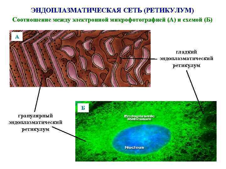 ЭНДОПЛАЗМАТИЧЕСКАЯ СЕТЬ (РЕТИКУЛУМ) Соотношение между электронной микрофотографией (А) и схемой (Б) А гладкий эндоплазматический