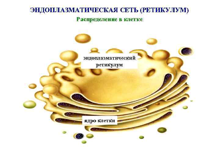 ЭНДОПЛАЗМАТИЧЕСКАЯ СЕТЬ (РЕТИКУЛУМ) Распределение в клетке эндоплазматический ретикулум ядро клетки 