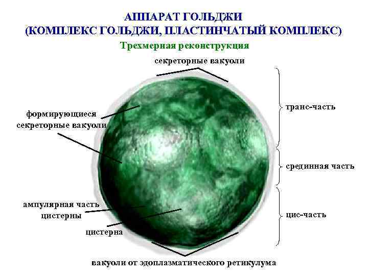 АППАРАТ ГОЛЬДЖИ (КОМПЛЕКС ГОЛЬДЖИ, ПЛАСТИНЧАТЫЙ КОМПЛЕКС) Трехмерная реконструкция секреторные вакуоли формирующиеся секреторные вакуоли транс-часть