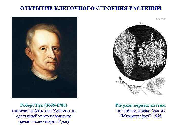 ОТКРЫТИЕ КЛЕТОЧНОГО СТРОЕНИЯ РАСТЕНИЙ Роберт Гук (1635 -1703) (портрет работы ван Хельмонта, сделанный через
