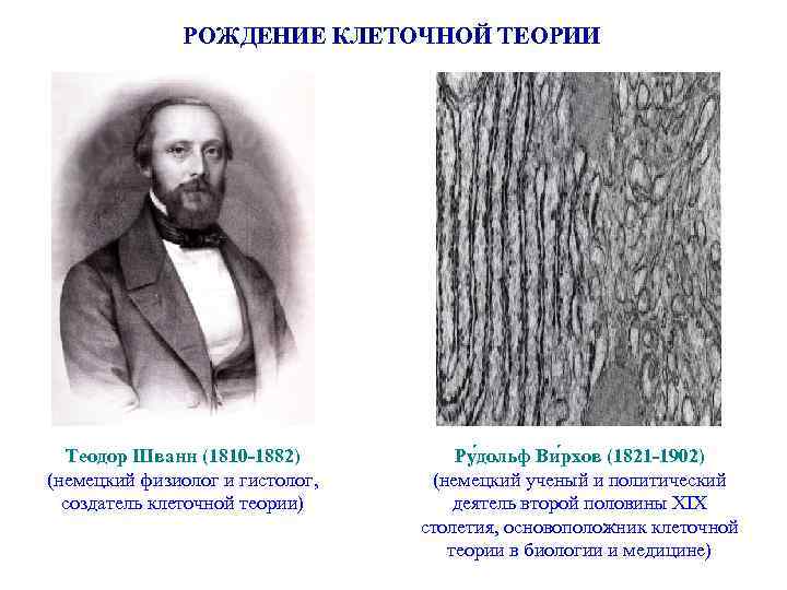 РОЖДЕНИЕ КЛЕТОЧНОЙ ТЕОРИИ Теодор Шванн (1810 -1882) (немецкий физиолог и гистолог, создатель клеточной теории)