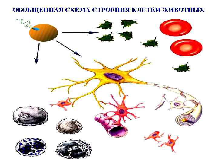 ОБОБЩЕННАЯ СХЕМА СТРОЕНИЯ КЛЕТКИ ЖИВОТНЫХ 