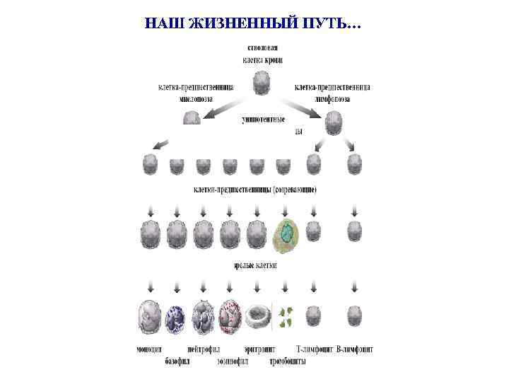 НАШ ЖИЗНЕННЫЙ ПУТЬ… 