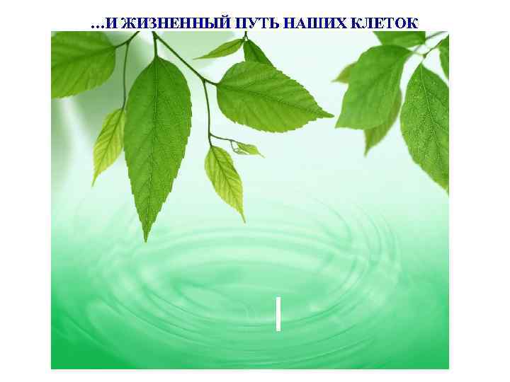 …И ЖИЗНЕННЫЙ ПУТЬ НАШИХ КЛЕТОК 