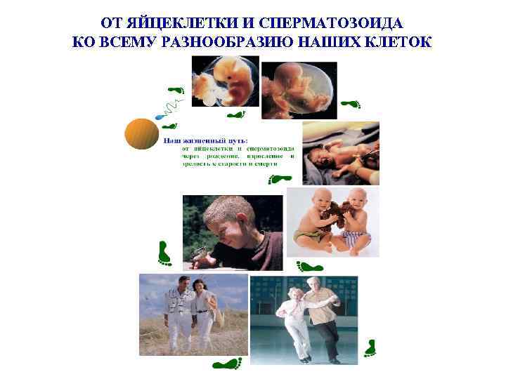 ОТ ЯЙЦЕКЛЕТКИ И СПЕРМАТОЗОИДА КО ВСЕМУ РАЗНООБРАЗИЮ НАШИХ КЛЕТОК 