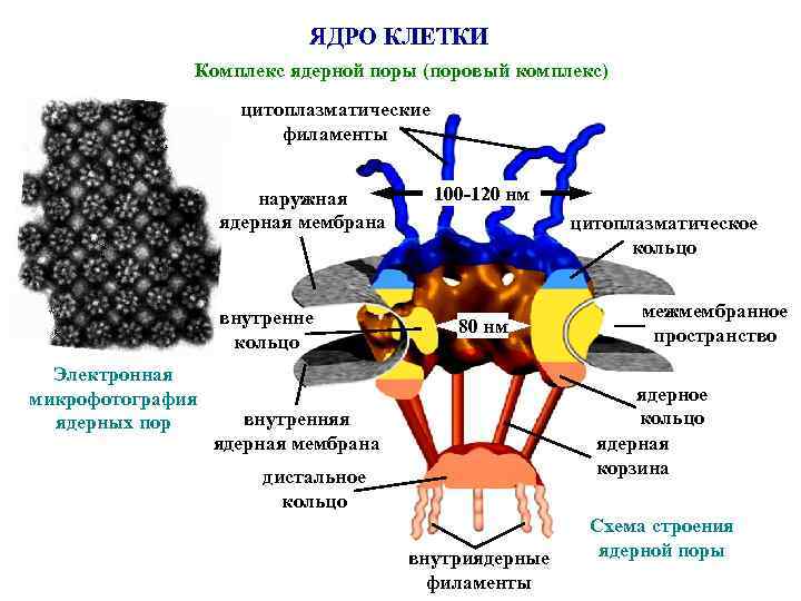 ЯДРО КЛЕТКИ Комплекс ядерной поры (поровый комплекс) цитоплазматические филаменты наружная ядерная мембрана внутренне кольцо