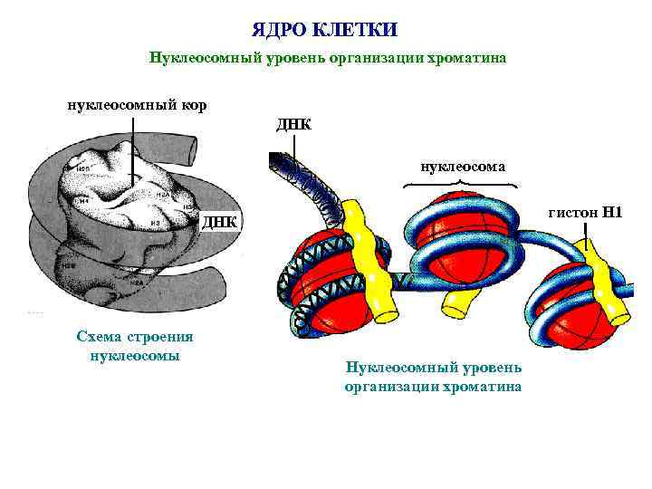 ЯДРО КЛЕТКИ Нуклеосомный уровень организации хроматина нуклеосомный кор ДНК нуклеосома гистон Н 1 ДНК