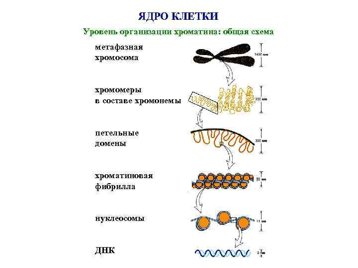 Организация клеточного ядра