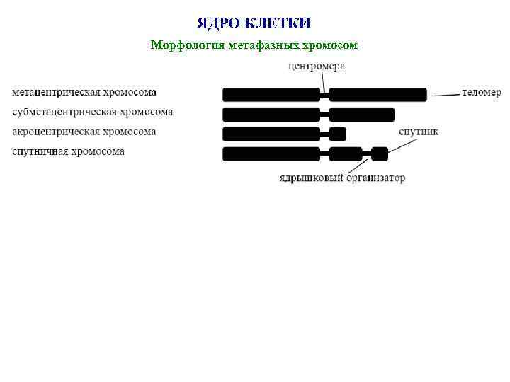 ЯДРО КЛЕТКИ Морфология метафазных хромосом 
