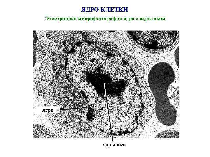 ЯДРО КЛЕТКИ Электронная микрофотография ядра с ядрышком ядро ядрышко 