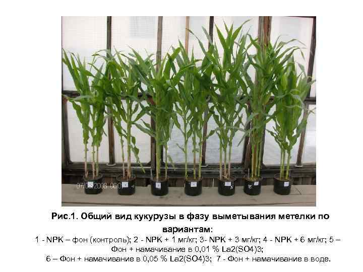 Рис. 1. Общий вид кукурузы в фазу выметывания метелки по вариантам: 1 - NPK