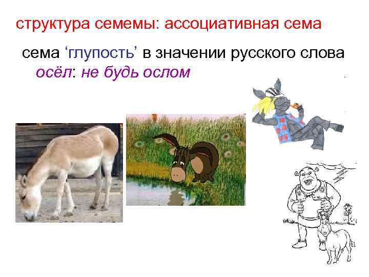 структура семемы: ассоциативная сема ‘глупость’ в значении русского слова осёл: не будь ослом 