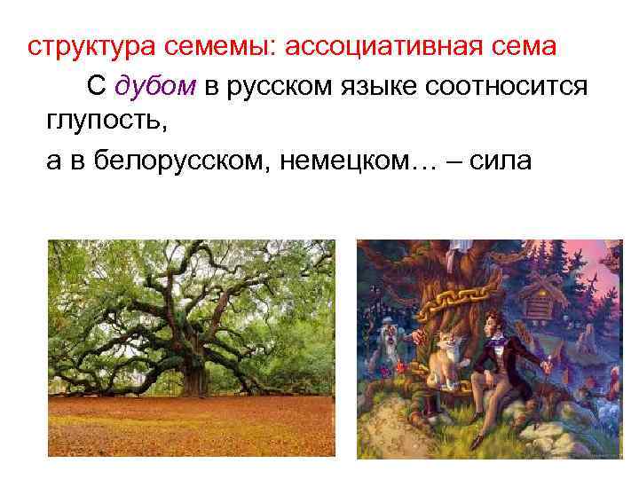структура семемы: ассоциативная сема С дубом в русском языке соотносится глупость, а в белорусском,