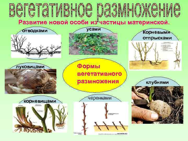 Развитие новой особи из частицы материнской. отводками луковицами корневищами усами Формы вегетативного размножения черенками