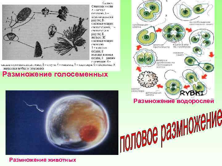 Размножение голосеменных Размножение водорослей Размножение животных 
