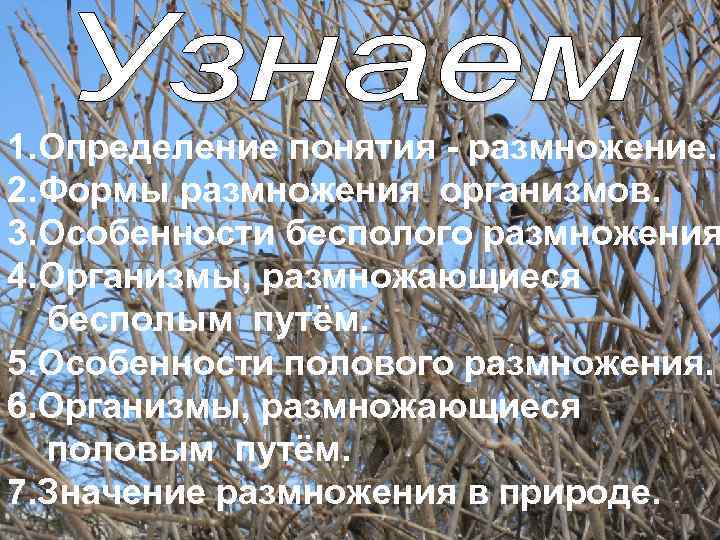 1. Определение понятия - размножение. 2. Формы размножения организмов. 3. Особенности бесполого размножения 4.