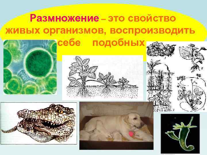 Размножение – это свойство живых организмов, воспроизводить себе подобных 