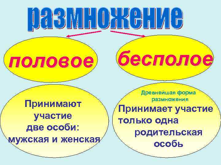 половое Принимают участие две особи: мужская и женская бесполое Древнейшая форма размножения Принимает участие