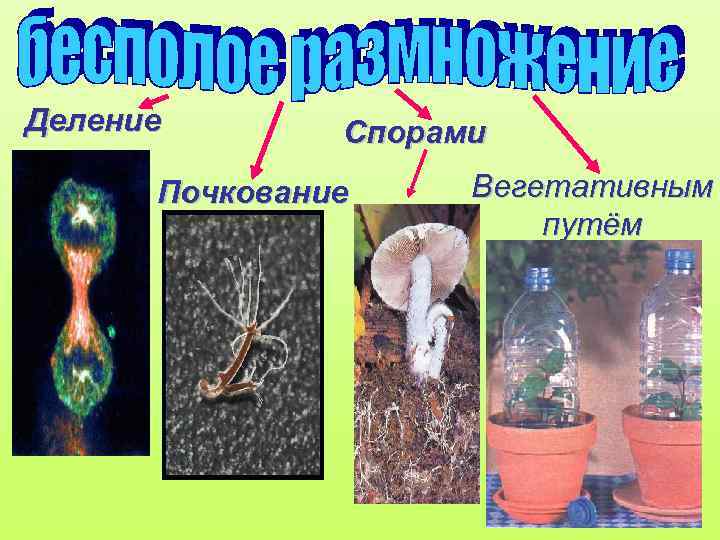 Деление Спорами Почкование Вегетативным путём 