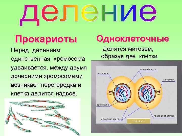 Прокариоты Перед делением единственная хромосома удваивается, между двумя дочерними хромосомами возникает перегородка и клетка