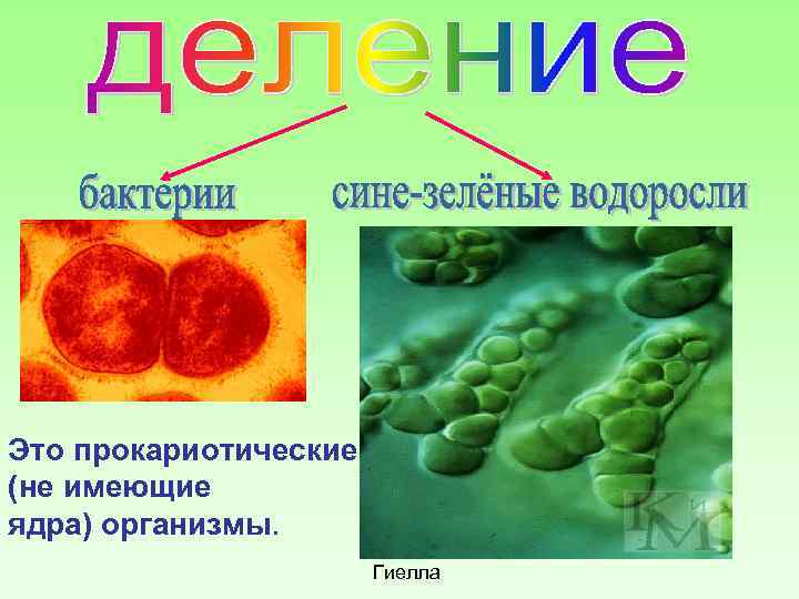 Это прокариотические (не имеющие ядра) организмы. Гиелла 