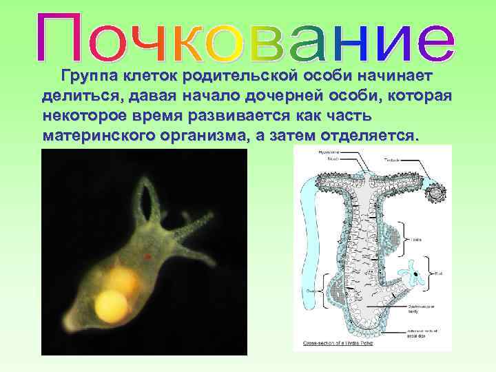 Группа клеток родительской особи начинает делиться, давая начало дочерней особи, которая некоторое время развивается