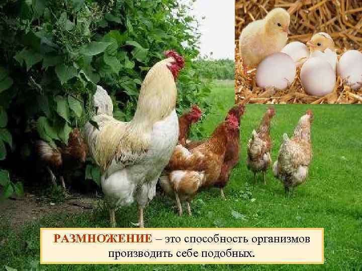 РАЗМНОЖЕНИЕ – это способность организмов производить себе подобных. 