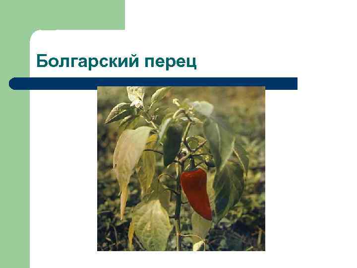 Болгарский перец 