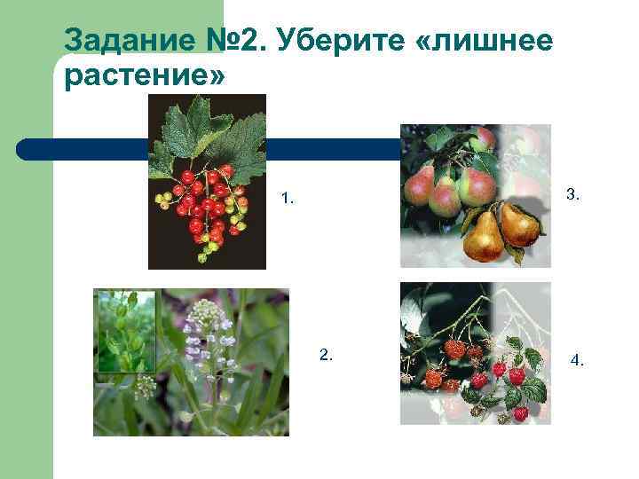 Задание № 2. Уберите «лишнее растение» 3. 1. 2. 4. 
