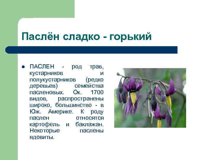 Паслён сладко - горький l ПАСЛЕН - род трав, кустарников и полукустарников (редко деревьев)