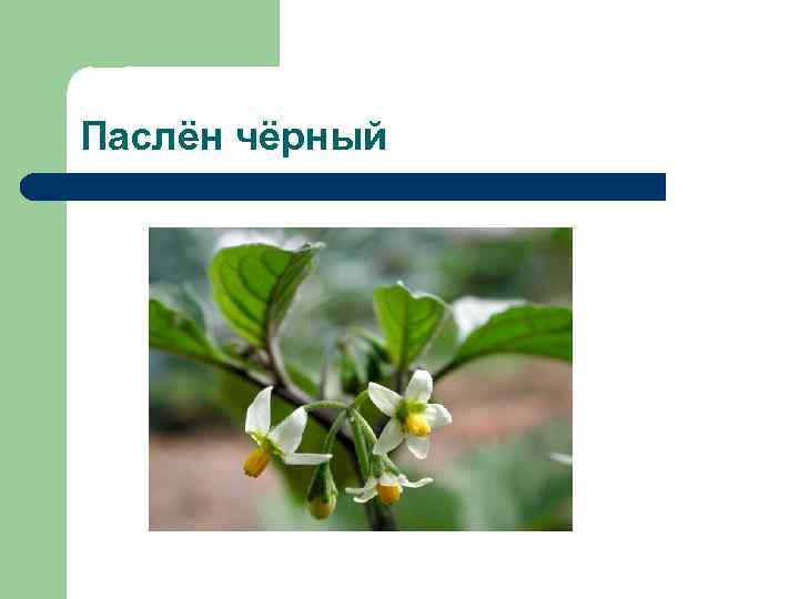 Паслён чёрный 
